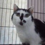 katzenauslauf netzschkau schnecke