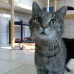 katzenauslauf netzschkau tigerchen