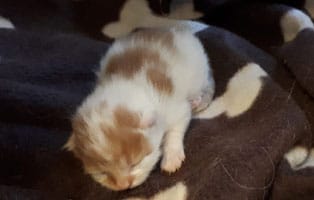 katzenbaby 01,maennlich, unterheinsdorf