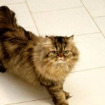 notfall kater karli fliesen