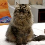 notfall kater karli korb