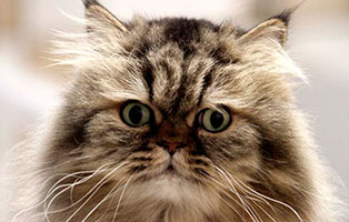 notfall kater karli portrait gross