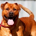 boxer mix tyson patentier tierschutzliga dorf schaut