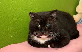 gluecklich vermittelt alfi