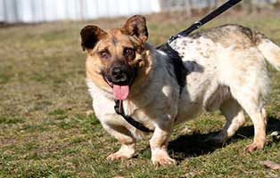 gluecklich vermittelt alwin