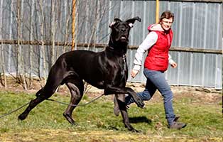 gluecklich vermittelt archie