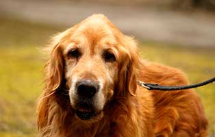 gluecklich vermittelt astor