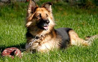 gluecklich vermittelt bax