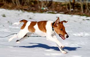 gluecklich vermittelt benny
