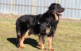 gluecklich vermittelt bommel
