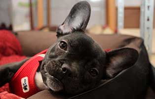 gluecklich vermittelt bruno