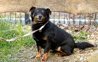 gluecklich vermittelt cody