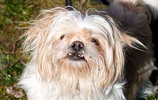 gluecklich vermittelt daisy