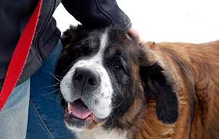 gluecklich vermittelt domi