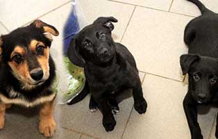 gluecklich vermittelt drei welpen