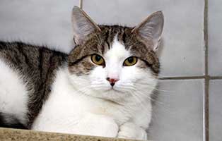 gluecklich vermittelt felix