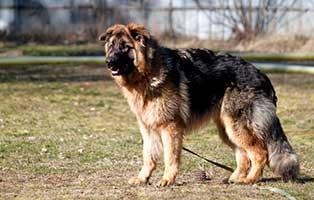 gluecklich vermittelt felix