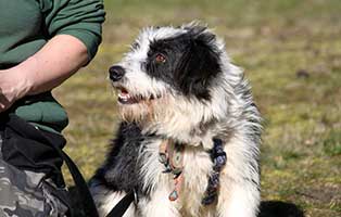 gluecklich vermittelt fiona