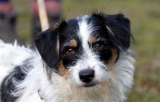 gluecklich vermittelt flitzi