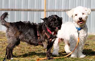 gluecklich vermittelt flocke&teddy
