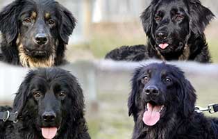 gluecklich vermittelt howawart huendinnen