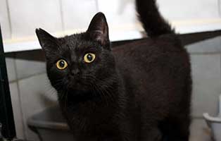 gluecklich vermittelt jody