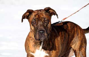 gluecklich vermittelt kaja