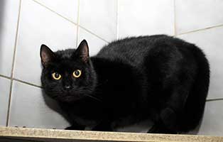 gluecklich vermittelt kandy