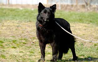 gluecklich vermittelt lotti