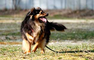 gluecklich vermittelt luise