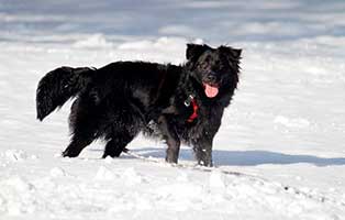 gluecklich vermittelt luna2