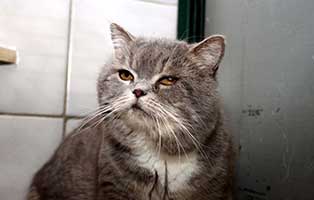 gluecklich vermittelt mikosch