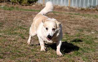 gluecklich vermittelt moni