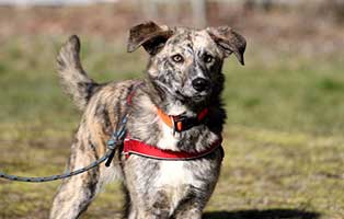 gluecklich vermittelt montana