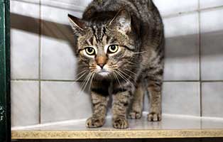 gluecklich vermittelt moritz