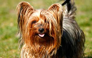 gluecklich vermittelt nele