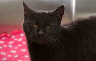 gluecklich vermittelt paul