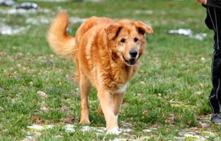 gluecklich vermittelt teddy