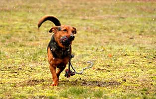 gluecklich vermittelt timmi