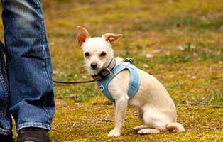 gluecklich vermittelt timo