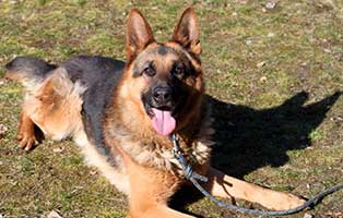 gluecklich vermittelt travis