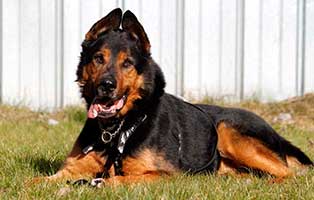 gluecklich vermittelt willi