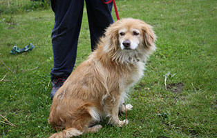 huendin fuchsi gesaeugetumore operation