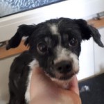 huendin lina notoperation geschoren