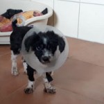 huendin lina notoperation operiert