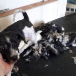 huendin lina notoperation schur ueberstanden