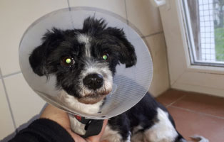 huendin lina notoperation trichter