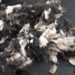 huendin lina notoperation wolle