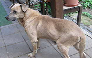 hund chewie oberdinger moos medikamente