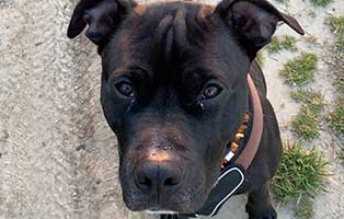 hund happy gluecklich vermittelt schaut